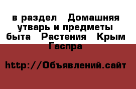  в раздел : Домашняя утварь и предметы быта » Растения . Крым,Гаспра